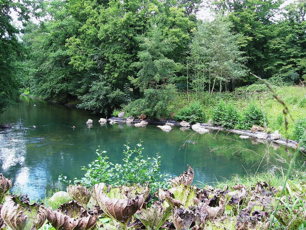 Eau et végétation autour de la source du Loiret